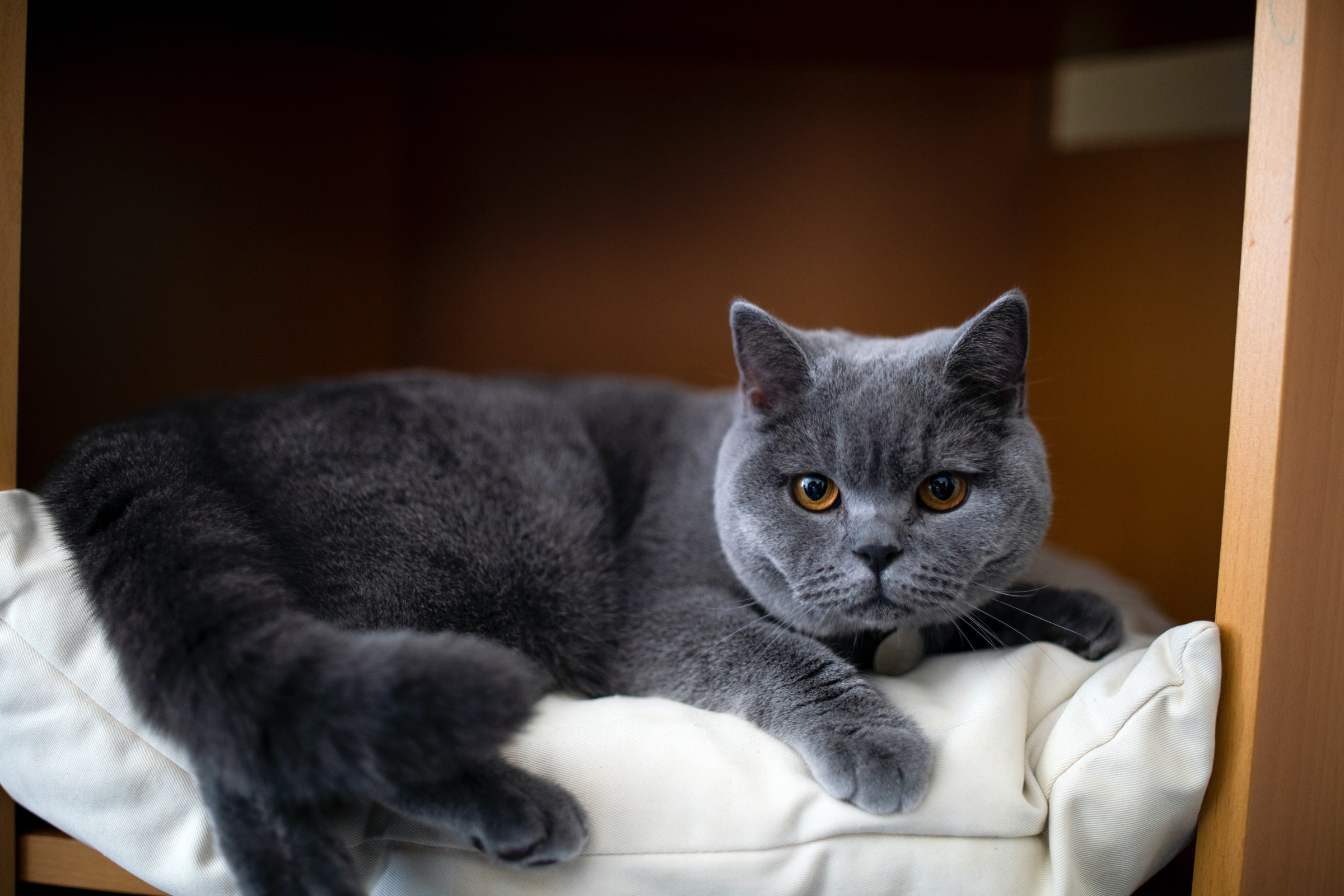 Sacripan - British Longhair