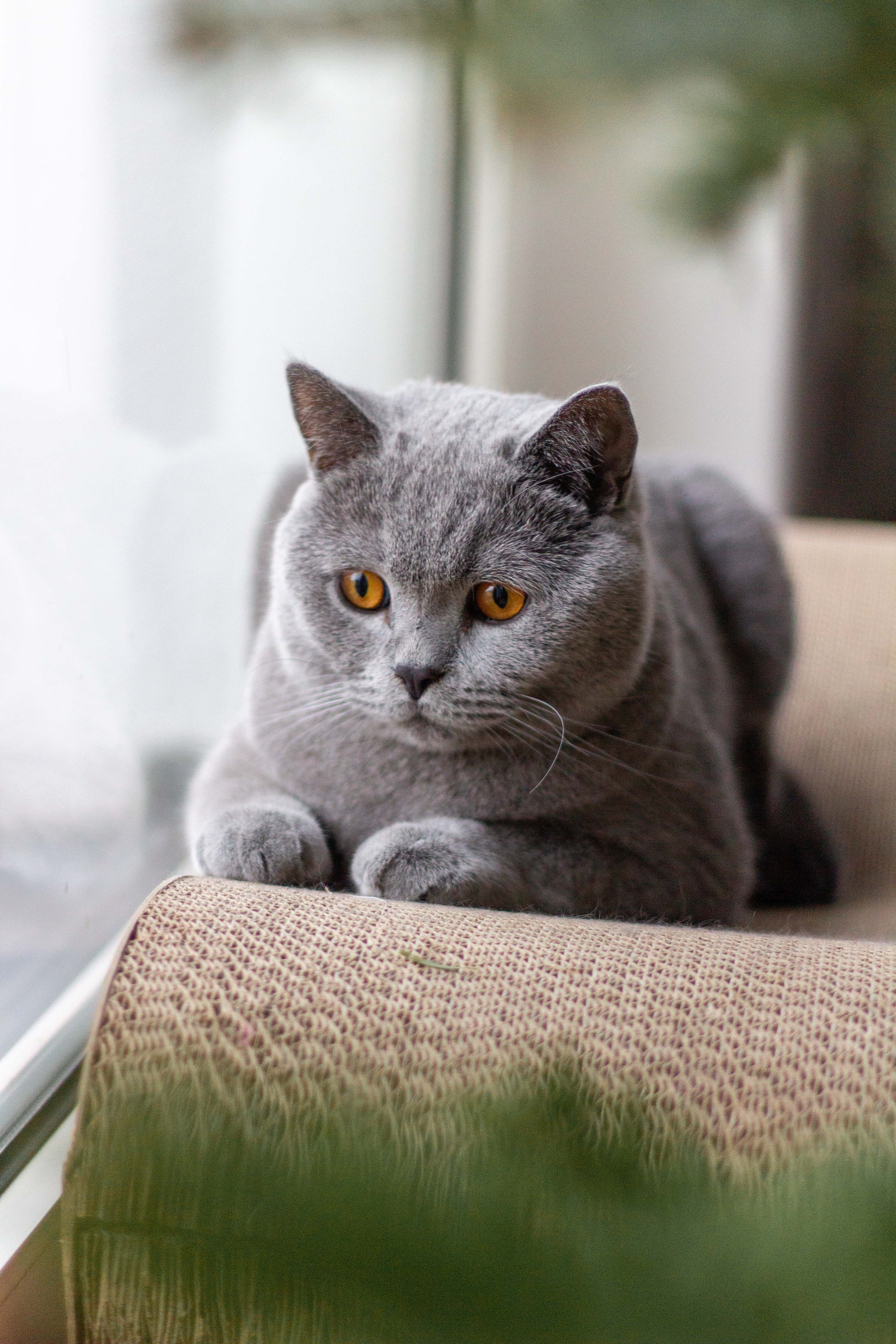 Sacripan - British Longhair